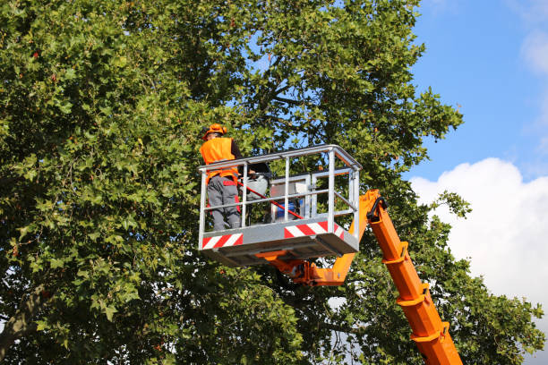 Best Tree Maintenance Programs  in Morganton, NC