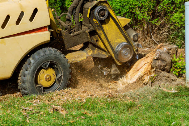 How Our Tree Care Process Works  in  Morganton, NC